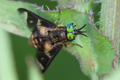 Chrysops flavipes